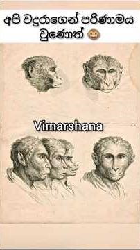 අපි වෙන වෙන සත්තුන්ගෙන් පරිණාමය වුණොත් 🤫🐵 || Vimarshana #evolution #animalfacts