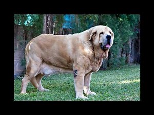 Top 35 Strongest Dog Breeds ------ bite, protection, body, angry, fight, muscle