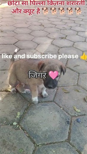 Fun of cute puppy 🐕👍🩷 #trending #dog #dogshorts #viral #shortvideo #trend #animals #emotional