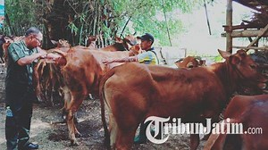 4 Langkah Pencegahan Penyakit Demam Tiga Hari (BEF) Pada Sapi Menurut Dinas Kesehatan Pamekasan - Tribunjatim.com