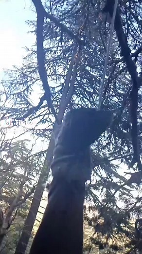 Mesut Doğada TikTok'ta