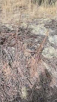 ελιές κ ο λαγος εκτιναχτηκε σε 2'' 100μ... αγκιναρες για φυτωρια... #nature