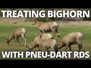 See How Hemenway Park Uses Pneu-Dart Products On Bighorns!