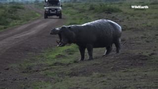 A huge hippo! So close! It is undoubtedly safer to watch at home. #wildearth #hippo #throwbackthursday | Wildearth