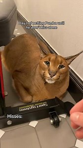 #mufasa #nala #caracalcat #caracal #feline #cats #catsoftiktok #catlover #catlove #catlife #happycaracal #friendlycaracal #fyp #followers➕ #purelove #kitten #caracalkitten | Pumba Caracal