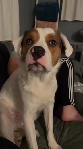 Funny Animals | Animal Story