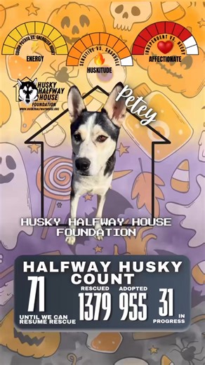 2.9K views · 145 reactions | Petey "Energy and persistence conquer...