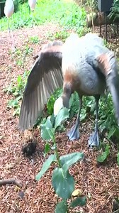 1.4M views · 2.5K reactions | Dancing duck with Stilt chorus.#aviculture #ducks #funnyanimals #funnybirds | 홑홪홡환홖홣 | Facebook