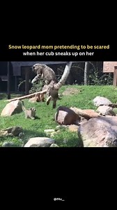 4.3M views · 39K reactions | When mom mode includes Oscar-worthy acting! This snow leopard pretends to be scared to encourage her cub’s confidence. Nature’s best parenting trick! Video: Johnie Canine (YT) #if4u #snowleopard #incredible | Incrediblefacts4u | Facebook