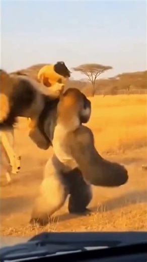Gorilla vs Lion Face-Off 😳🔥 Wild Animal Showdown Caught on Camera! #shortsfeed #short