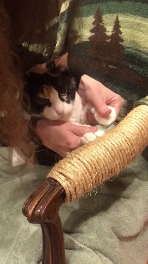 How to Play Cat Scratch Properly: A Guide for Cat Owners