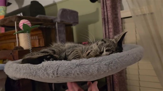 🩷 Adoptee Update on Charlotte 🩷 Charlotte truly is living her best life! Her mommy sent me this hilarious video! She also sent me some gorgeous pictures which I will share during my daily progress report. If you would like to help kitties like Charlotte find their perfect home, please consider sponsoring one lucky cat for their spay/neuter! Getting them fixed and vaccinated, greatly increases their chances of being adopted! For $50, you help a cat get fixed, find a home, and even name them! Pl