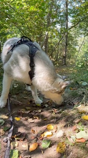 What Did Curious Siberian Husky Dog Milo Find?🤨#siberianhusky #huskydog #dogmoments