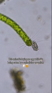 101K views · 3.7K reactions | This multicellular organism, called a...