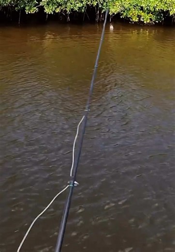 Top Water Fishing Action: Jacks and Excitement