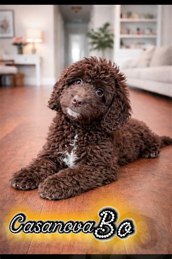 Meet Casanova Brown, our charming male Cockapoo 🐾🤎 Now let me tell you… Cockapoos like this one are so sweet, they’ll give you a toothache if you’re not careful. Casanova Brown has that true Southern charm that melts hearts on sight — soft eyes, a gentle spirit, and a love that sticks to you like grandma’s syrup biscuits. He’s the kind of boy that’ll sit close, follow you slow, and make any house feel like home. Sweet as sugar, loyal as they come — that’s Casanova Brown 💛🐶 — SouthEast Doodle