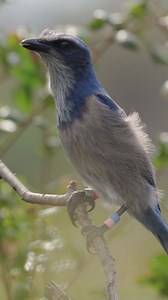 Florida Scrub Jays were my favorite bird to capture while we were in Florida. Besides just looking cool there are less than 10,000 of these birds left and they are the only endemic bird species in Florida and one of only 15 endemic bird species in the USA. Meaning it can only be found in limited places in Florida and no where else so my only chance of seeing them was the one day we went to a state park to look. Luckily we found a whole flock of them, probably almost all of them in the entire par