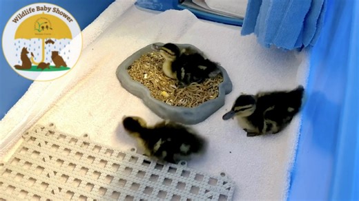 2.1K views · 33 reactions | Baby Shower, Day 3 One often used but...