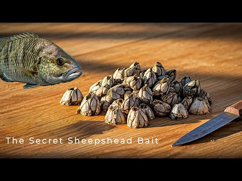 Using Barnacles for Bait - Sheepshead Catch, Clean, Cook