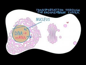 Endomembrane System Transport