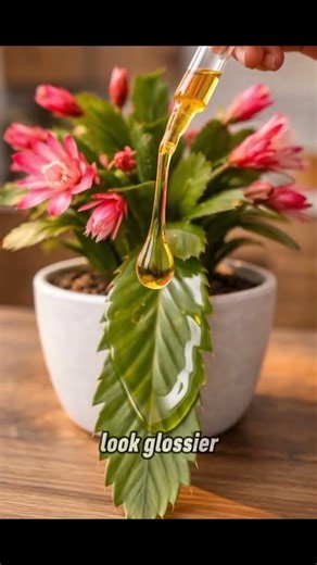 ✨ This Simple Trick Makes Christmas Cactus Bloom Faster Indoors 👉