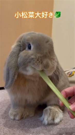 お野菜食べる子うさぎ#うさぎ #うさぎのいる暮らし #ホーランドロップ #かわいい動物 #かわいい #ホーランドロップ