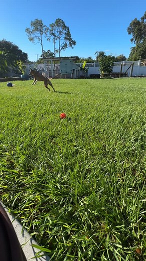 Can you believe the sass I get from these two? 🐶 #dailydrama | Erica lynn ️