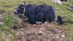Mach die Robbe 🐂⛰️🙈😂 | Bergerhof Krakauebene