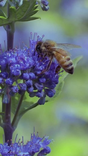 Beekeeper™ Bluebeard is a pollinator's best friend. This late season bloomer provides bees with a nutritious last meal before they bed down for the cooler months 💛 #bloomineasy #tiktokgarden #plantaholic #easytogrow #bee #polinatorgarden #savethebees #gardening #beegarden #momtok #diy #easytolove #plantsoftiktok #beefriendly