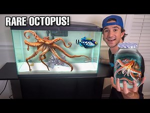 Buying NEW Aquarium For RARE PET OCTOPUS!! *mimic octopus*