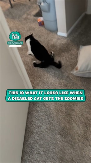 629K views · 10K reactions | My disabled cat still gets the zoomies  凉 | Furry Tails | Facebook