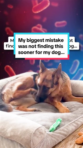 Petlabco Probiotic Chew for Dog Health Improvement