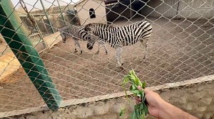 Our Zoologist Jimmy Junaid is taking over our page! 📸 Join him for a day of wildlife adventures, animal encounters, and behind-the-scenes fun at Elixir Private Zoo! 🐠 #ElixirPrivateZoo #ZooCrewTakeover #ZoologistJimmy | The Elixir Private Zoo