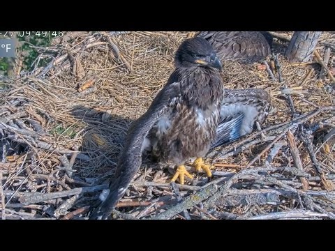 Kansas Eagles 4-27-26. Kaw Turns 7 Weeks Old! Talking Smack, Beak Nibbling, & Heraldic Pose! 🎉🥰