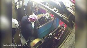 HORRIFIC scenes of animal abuse at Halal slaughterhouse