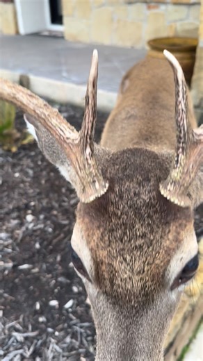 Elliot waiting on me 🤣 | Deer Whisperer