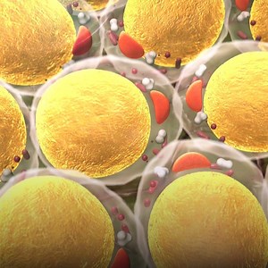 Fat cells converted into stem cells can repair any damaged tissues. | Hashem Al-Ghaili