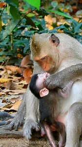 What little cuteness those monkeys have! | Monkeys Daily