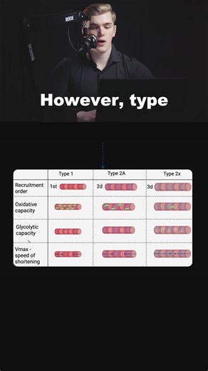 Functional Muscle Fiber Differences #endurancetraining #marathontraining #triathlontraining