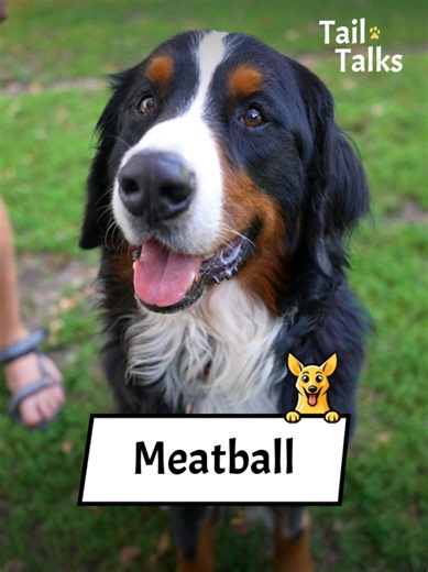Meet Meatball, a 3-year-old Bernese Mountain dog! This good boy loves his friends, both human and dog. He likes the park, going for hikes, and trying to fish with his dad. #bernese #bernesemountaindog #dogs #dogsoftiktok #dogtok