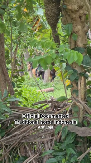 Official documentary breeding program and selected bloodline #horse #animals #pets