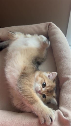 Fluffy Golden Scottish Fold Kittens Online