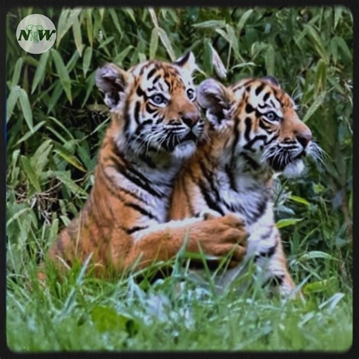 33K views · 3.8K reactions | "Chester Zoo Welcomes Adorable Tiger Cubs This Christmas!"—[Full story in cᴑmments] | Nature and Wildlife TV | Facebook