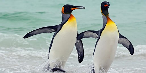 What Are These Widespread ATLANTIC Ocean Animals?