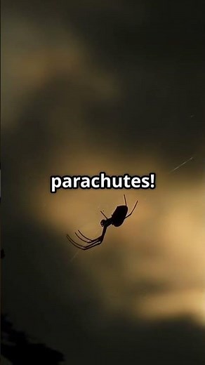 Why Do Spiders Spin Webs? The Surprising Secret of Silk