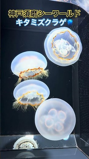 まるで宇宙遊泳！神戸須磨シーワールド「キタミズクラゲ」の幻想的な世界【癒しのクラゲショー】