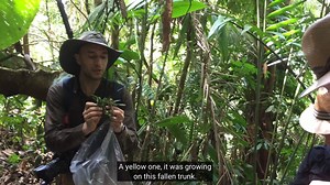 🎥: Colombia's forests have been opened up, revealing an incredible diversity of plants and fungi. Kew experts travelled to Colombia to find new species and document what they discovered 🌺 | Kew Gardens
