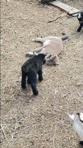 Barn cat life with baby Pygmy goats!