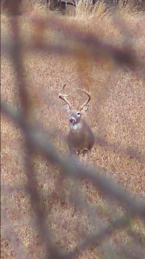 Have you seen any late rut cruising?