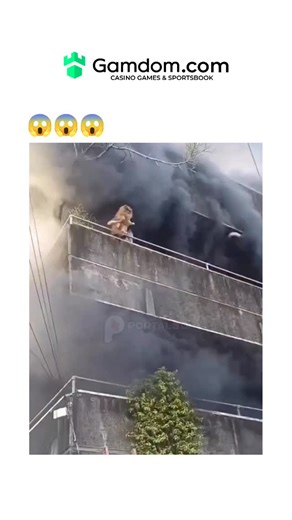 Rare Folio on Instagram: "The video captures a tense rescue in a Brazilian high-rise fire, showing a woman in shorts descending a vine-covered ladder from a smoke-choked balcony while initially holding her small dog, with firefighters assisting amid visible flames. Posted on 13 January 2026 by @0C0RV0 , a national conservative commentator, it has drawn 1.37 million views, 6,772 likes, and replies lauding the woman's steady grip and the team's coordination in averting disaster. This incident high
